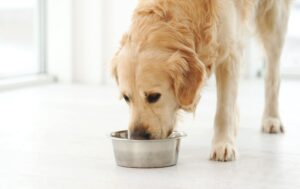 Mehr über den Artikel erfahren Futterberatung für den Hund