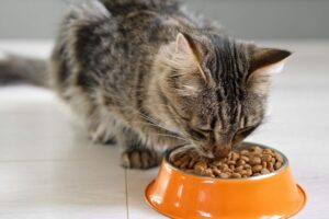 Mehr über den Artikel erfahren Futterberatung für die Katze